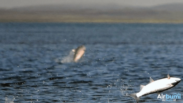 Apakah Ikan Pernah Merasa Kedinginan