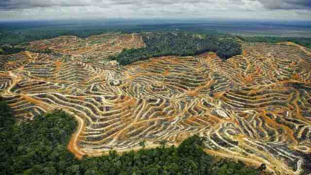 Dampak Deforestasi terhadap Ekosistem
